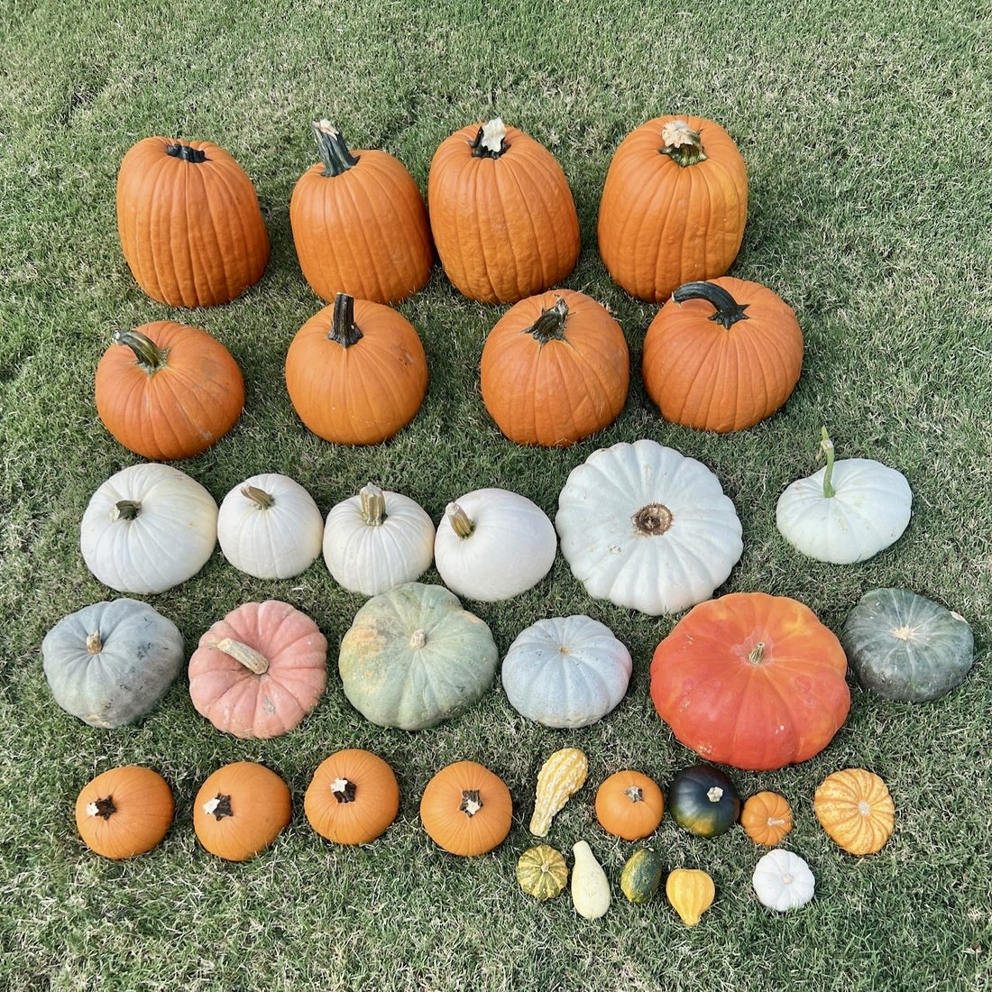 1. Harvest Starter