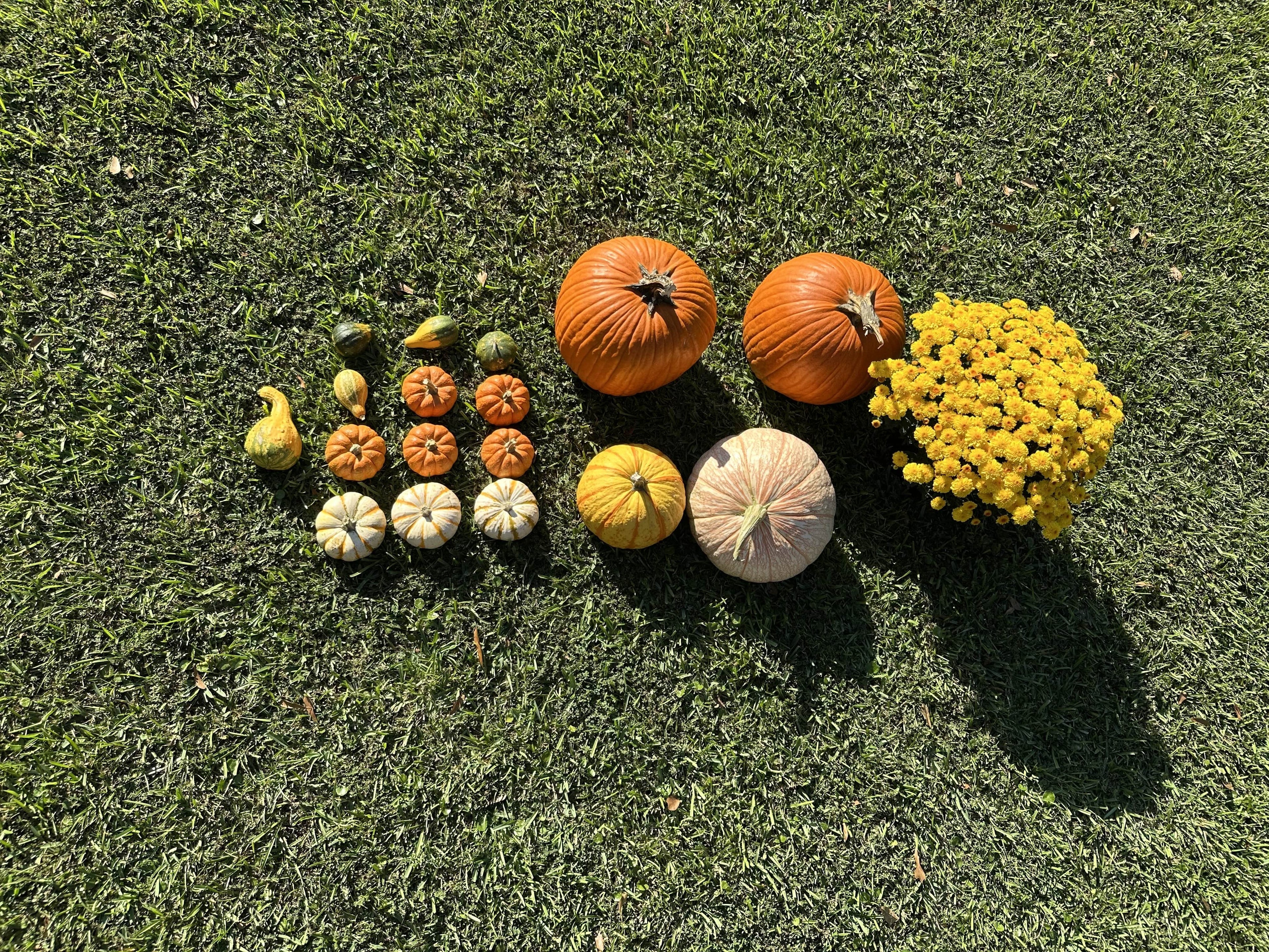Collection of pumpkins and gourds arranged on grass